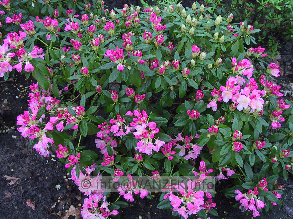 Rhododendron yakushimanum Polaris 02 knospig.JPG